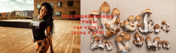 прущие грибы Абаза